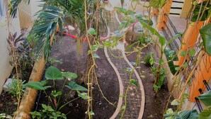 A garden with a paved path, various plants, and a water feature.