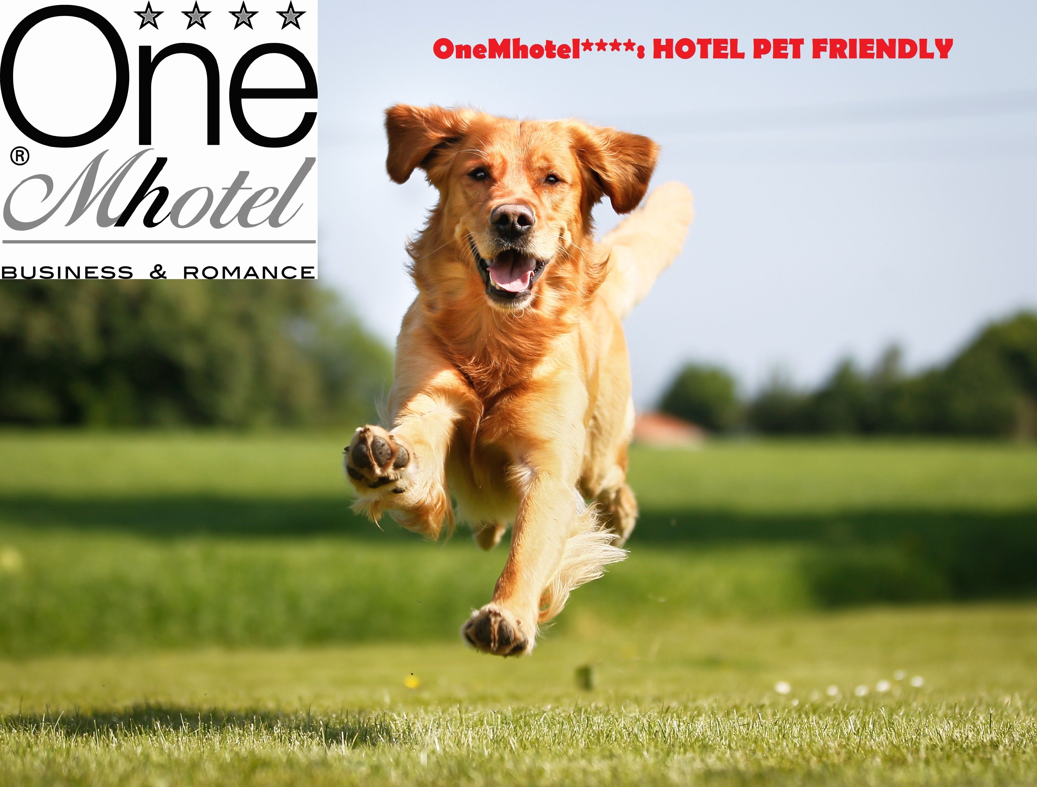 Un perro corriendo sobre césped, con un cartel de hotel al fondo.