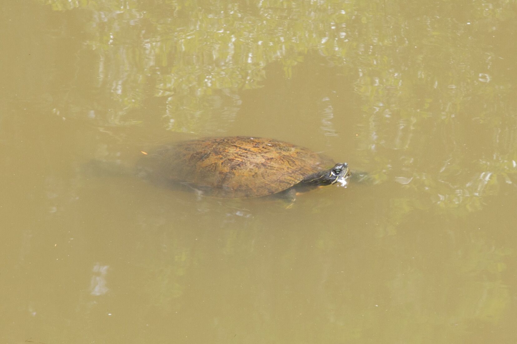 A turtle swimming in a body of water.