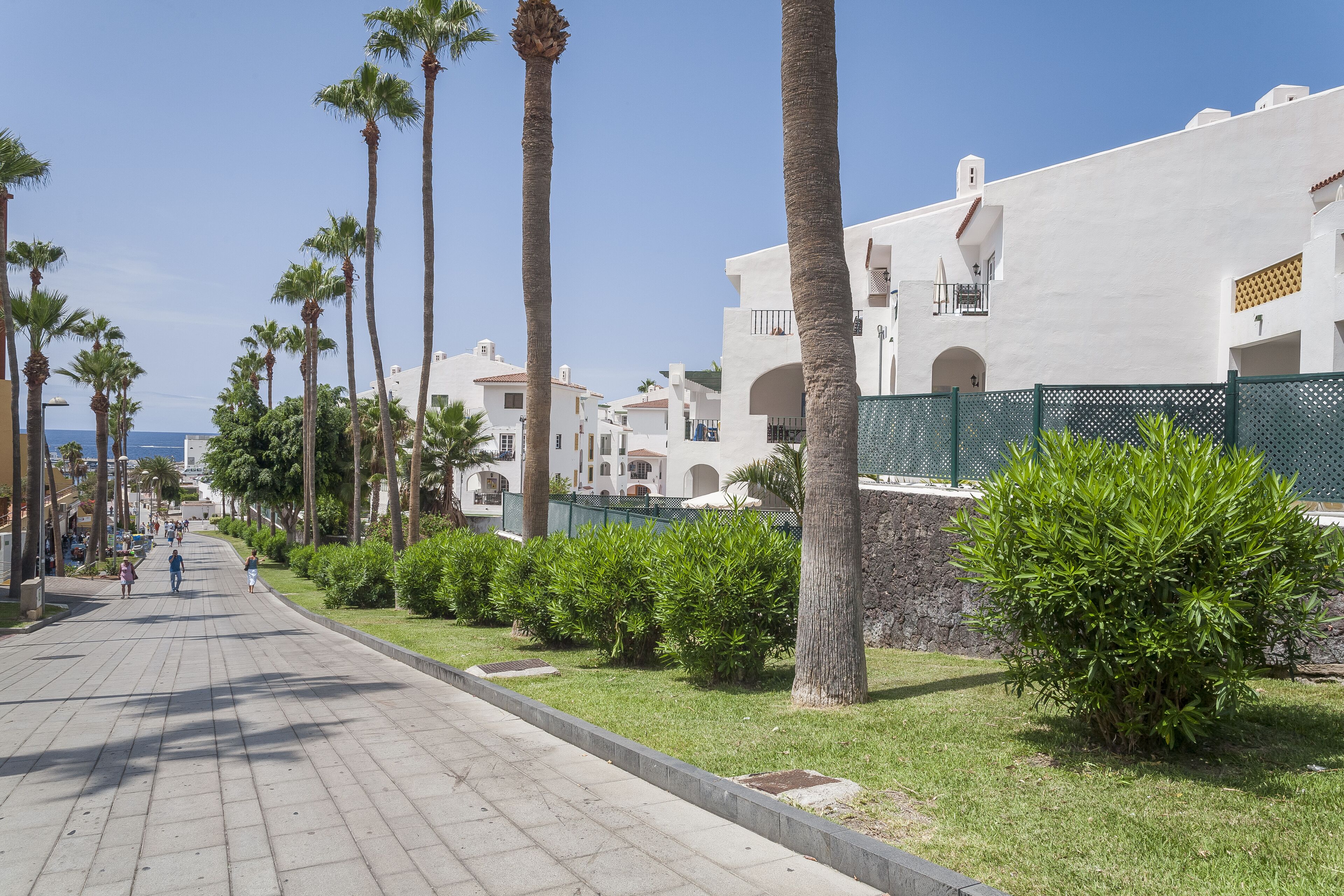 A paved walkway lined with palm trees and greenery, leading to a white building with balconies.