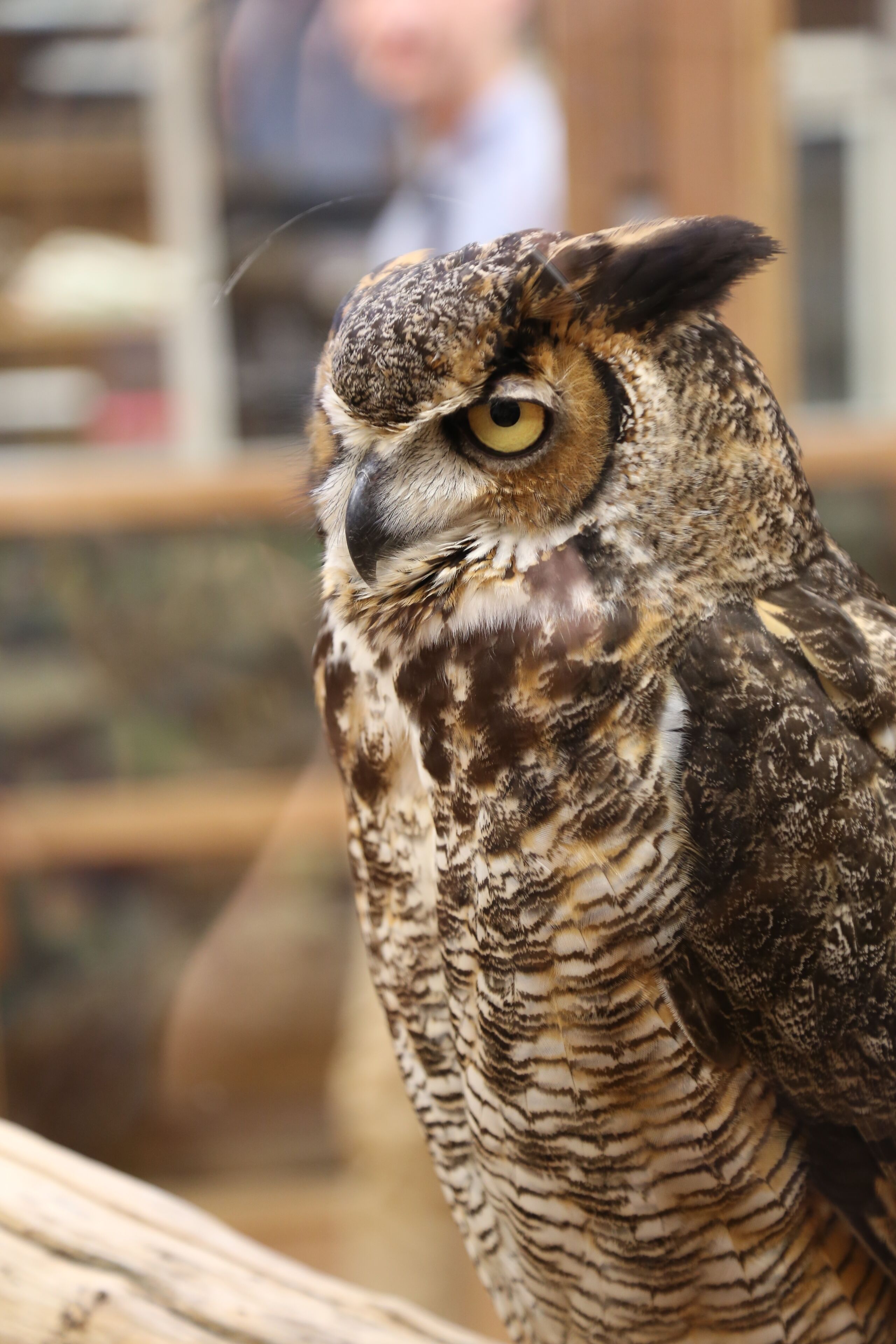 An owl with detailed feather patterns and a focused gaze.