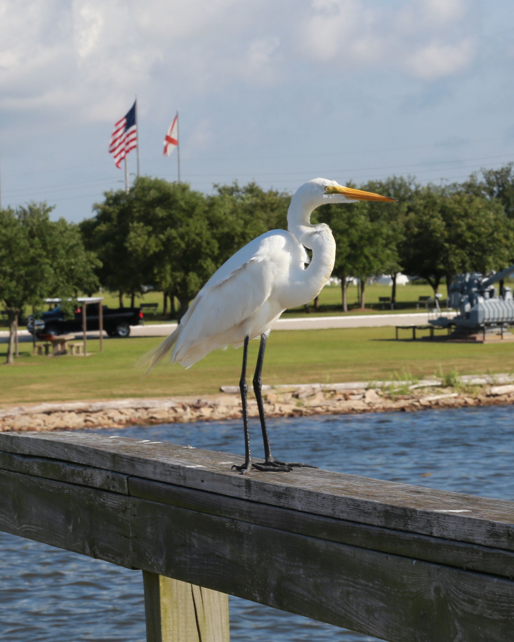 Una garza blanca posada sobre un muelle de madera junto al agua.