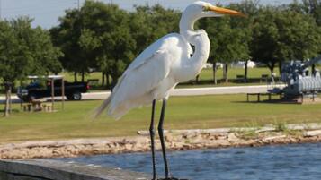 Una garza blanca posada sobre un muelle de madera junto al agua.