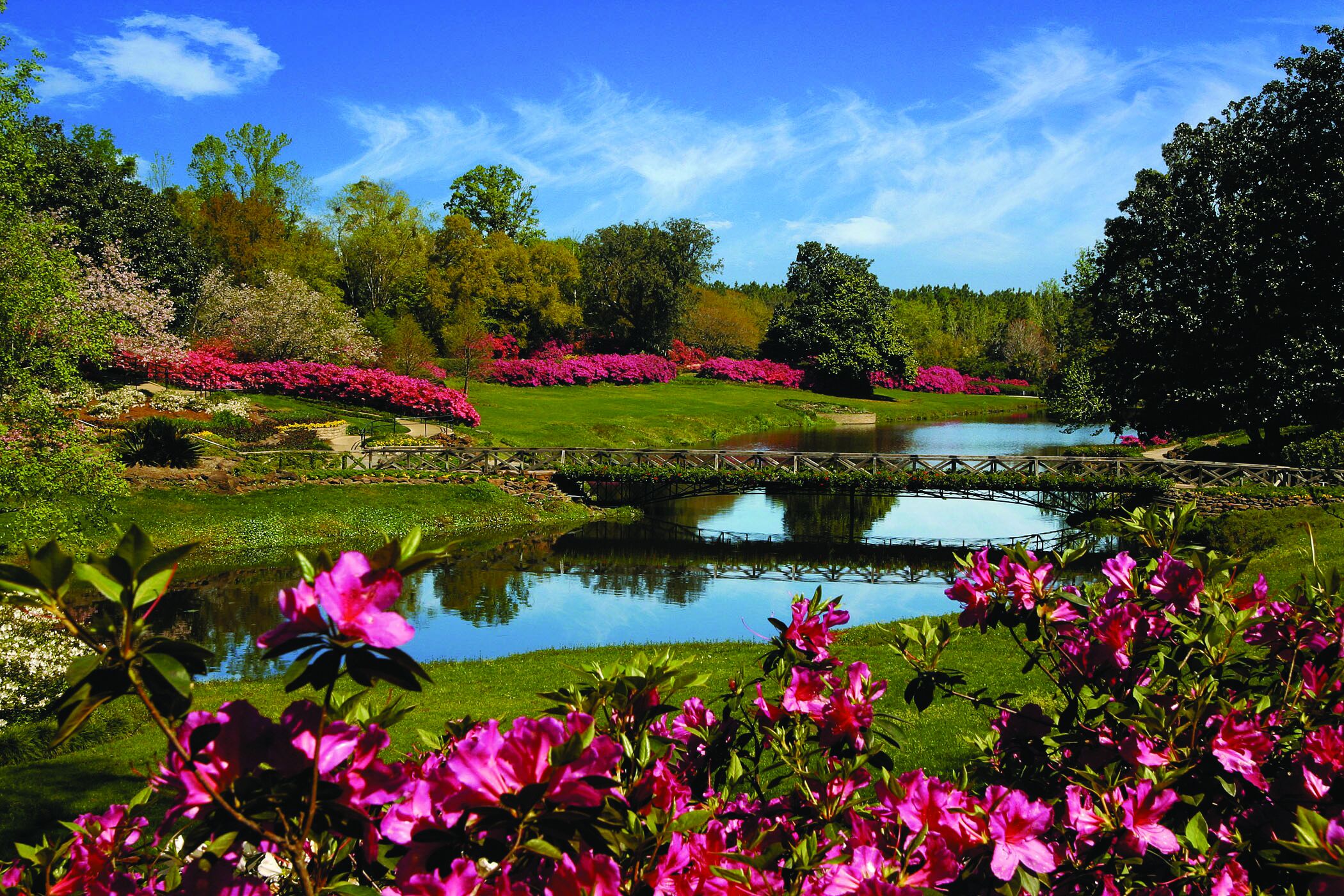 A serene garden with a pond, lush greenery, and vibrant pink flowers.