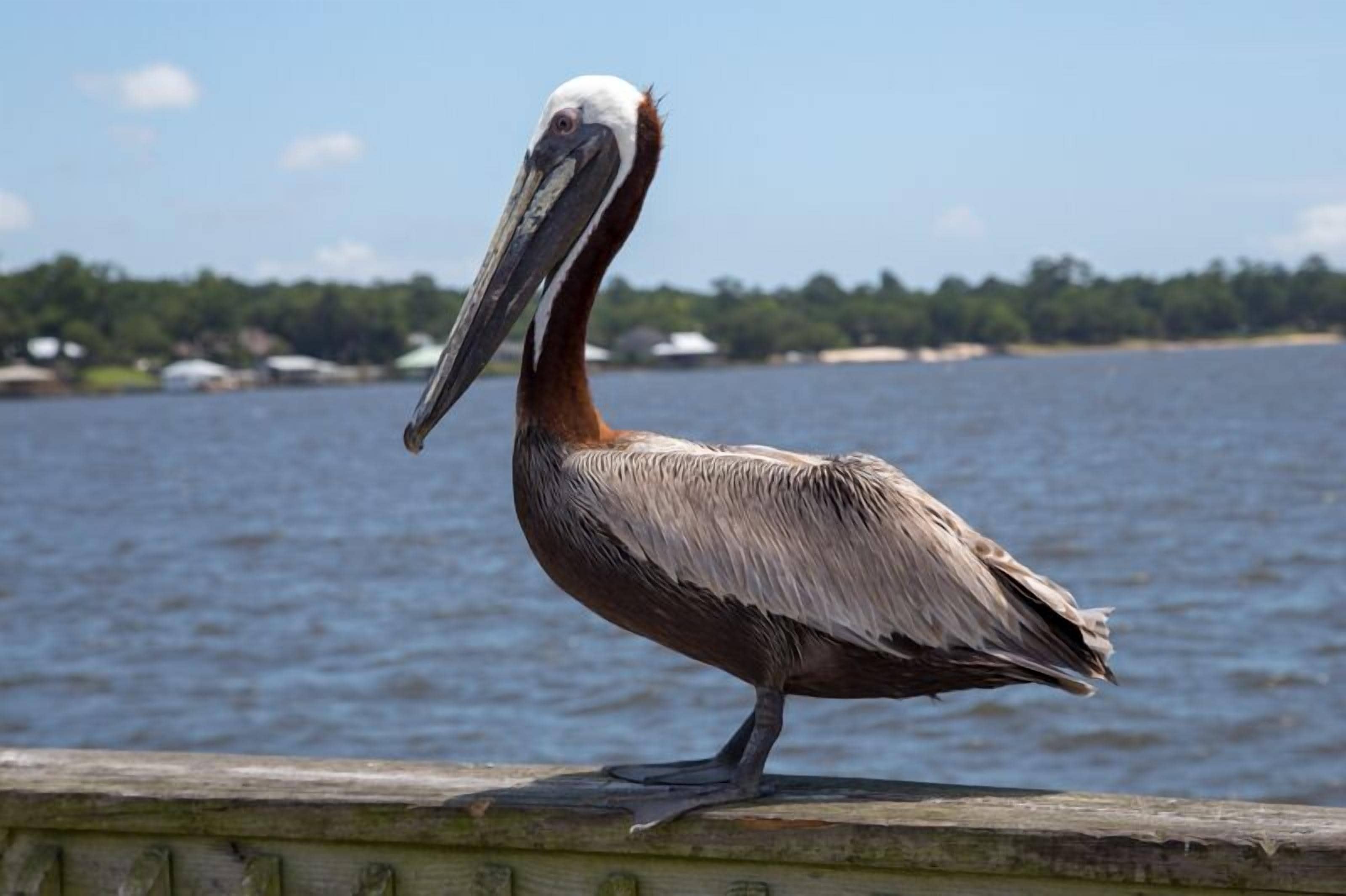 A pelican standing on a wooden ledge by a body of water.