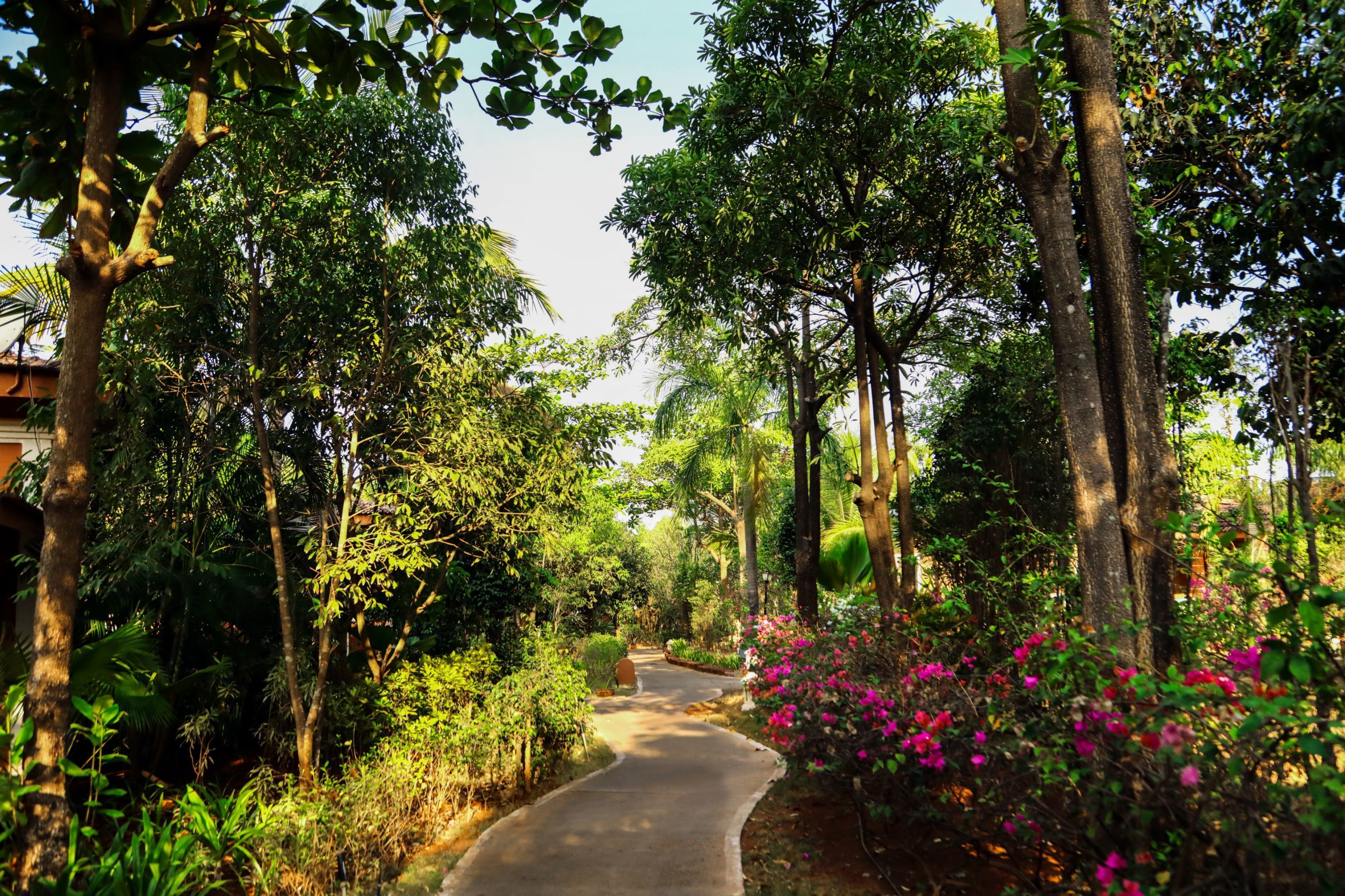 A pathway surrounded by lush greenery and trees.