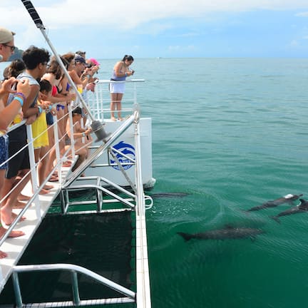 A boat with people observing dolphins swimming in the water.