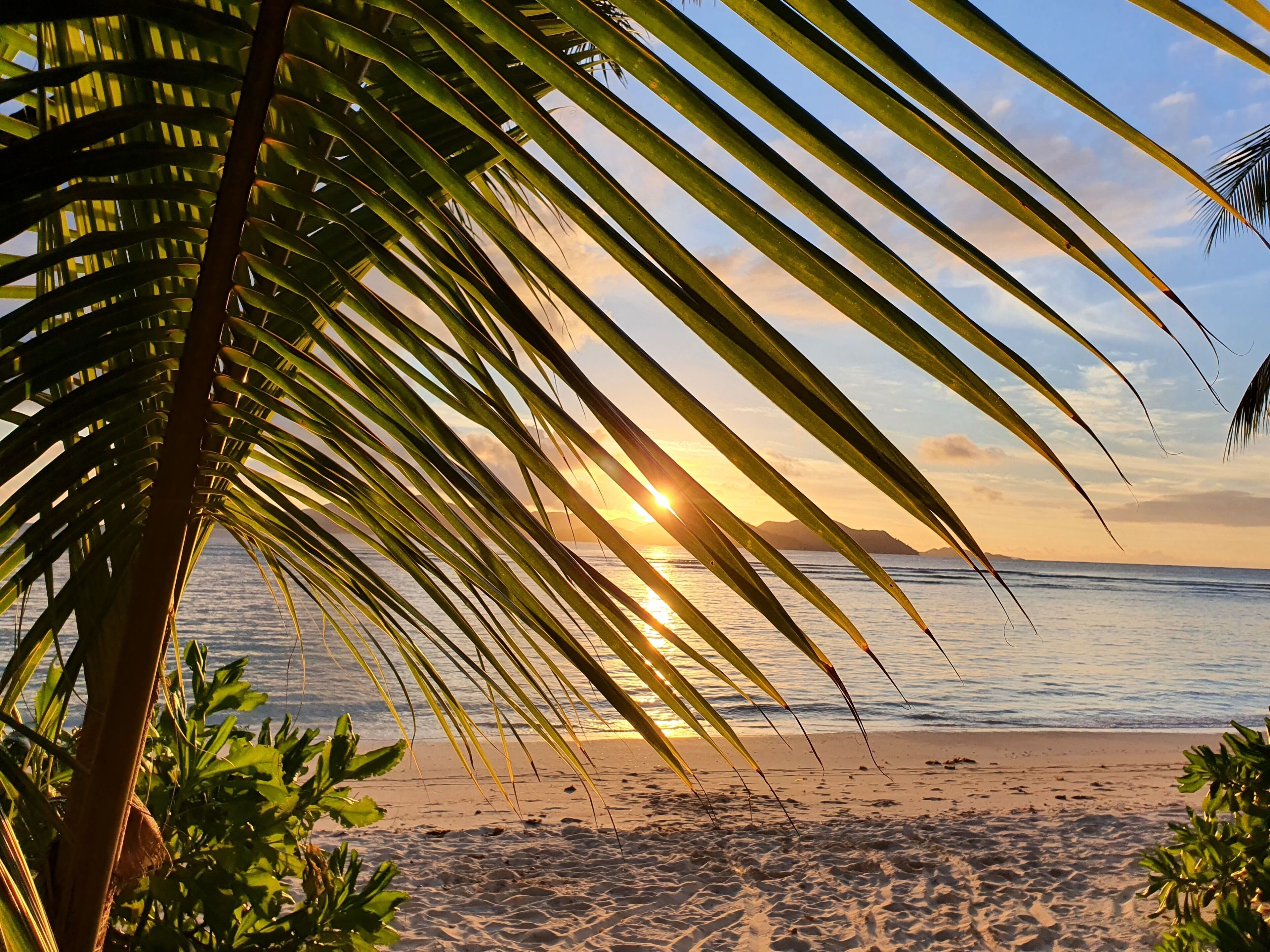 A beach with palm leaves in the foreground and a sunset over the ocean.