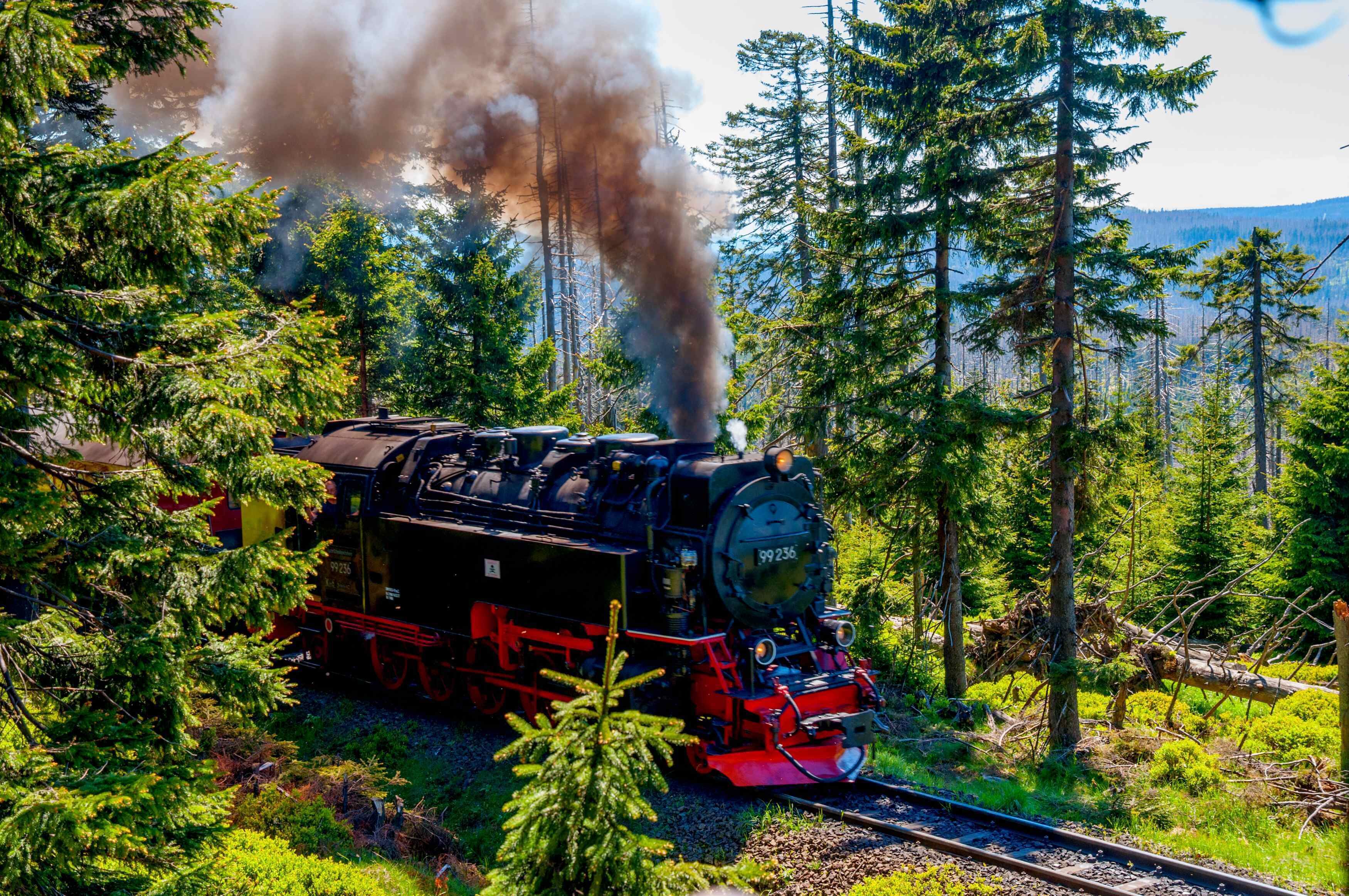Una locomotiva a vapore in una zona boschiva, con binari ben visibili.