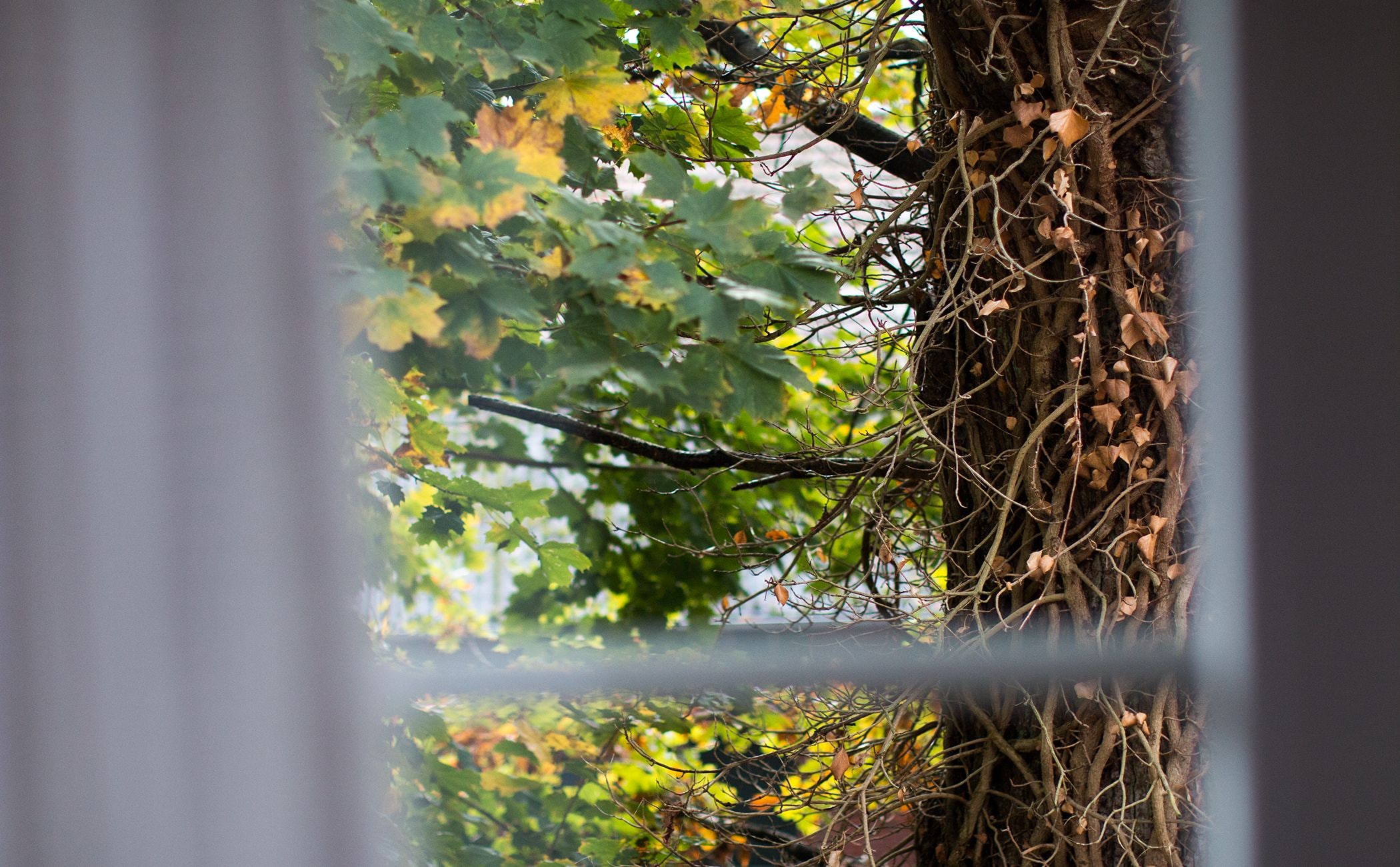 Ein Baum mit grünen Blättern und einer an seinem Stamm hochrankenden Weinranke.
