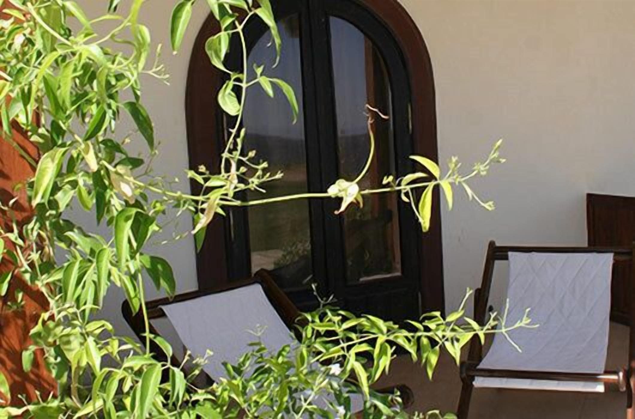 A room with a large window, a chair, and a plant in the foreground.