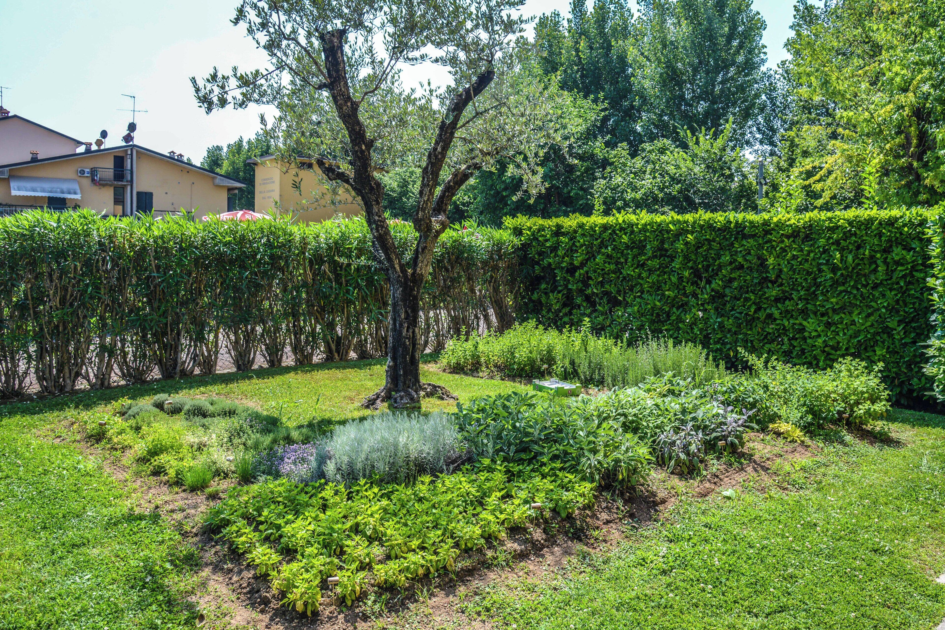 Un jardín con un árbol, diversas plantas y un seto.