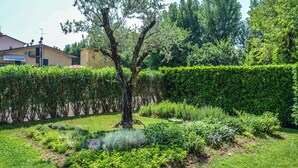 A garden with a tree, various plants, and a hedge.