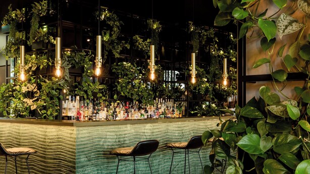 A bar area with a green textured wall, hanging plants, and bar stools.