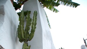 A cactus in a decorative pot on a stone wall next to a set of red tiled stairs. - Don Pedro Hotel (Ischia)