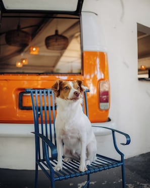 Servicios para mascotas