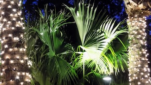 Eine Palme mit einer Straßenlaterne in der Nähe.