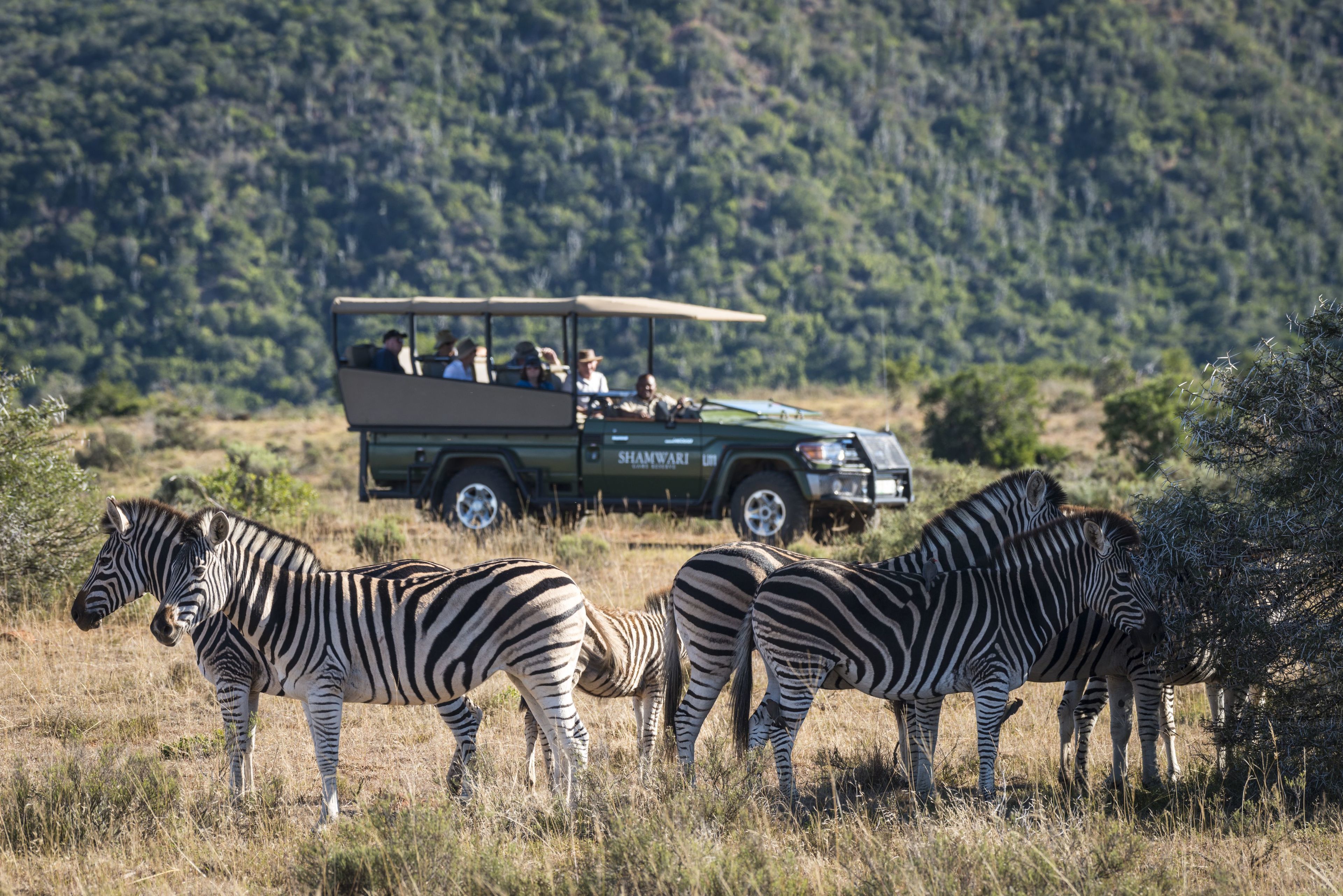 Un vehículo safari con pasajeros observando cebras en un campo herboso, con una colina boscosa al fondo.