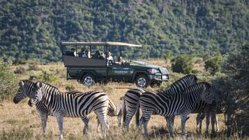 Un vehículo safari con pasajeros observando cebras en un campo herboso, con una colina boscosa al fondo.