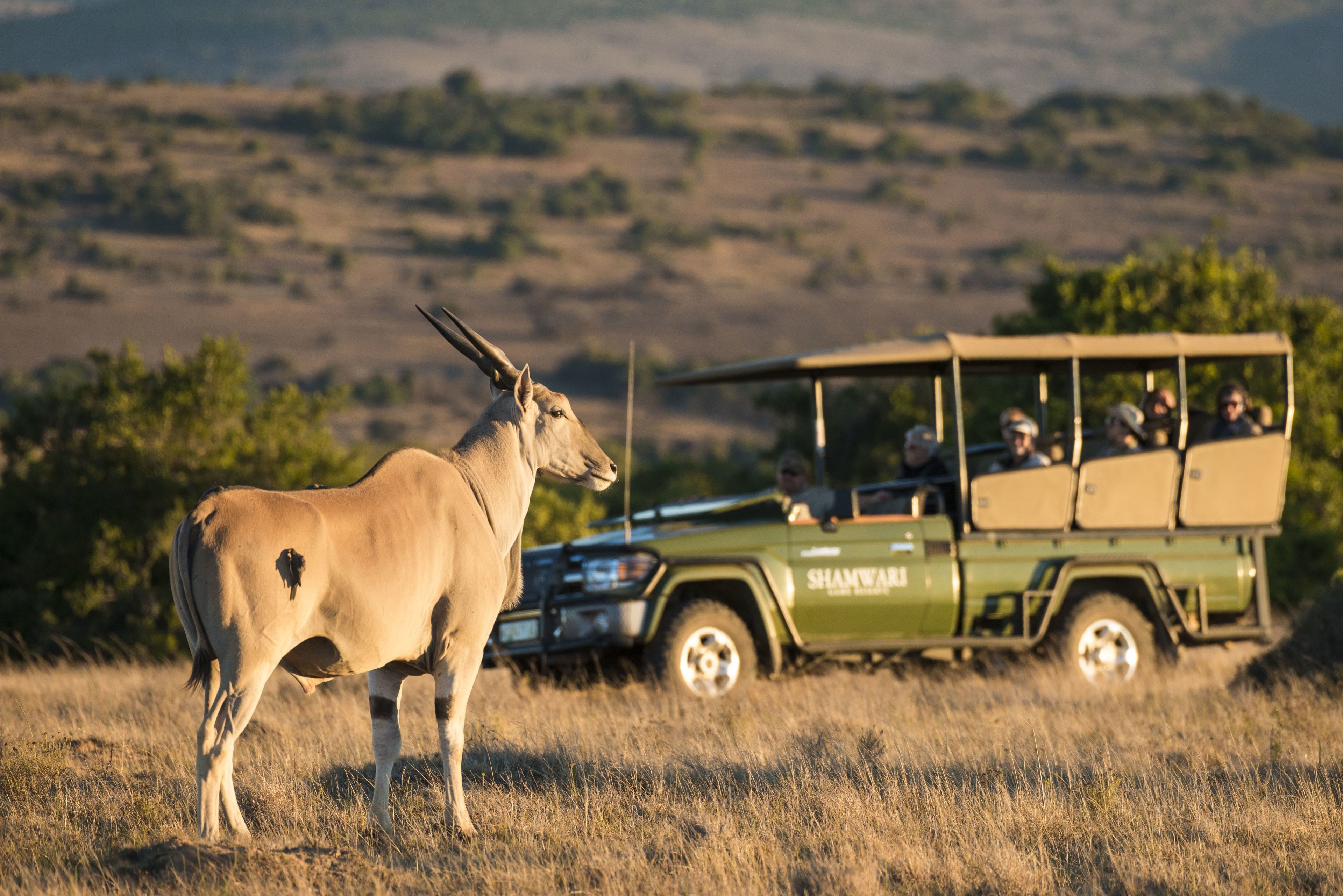 A safari vehicle with passengers and a gazelle in a grassy field.