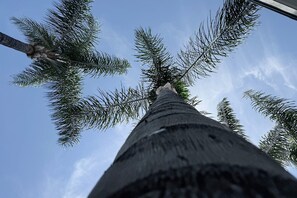 Un tronco de árbol alto visto desde el suelo hacia arriba.