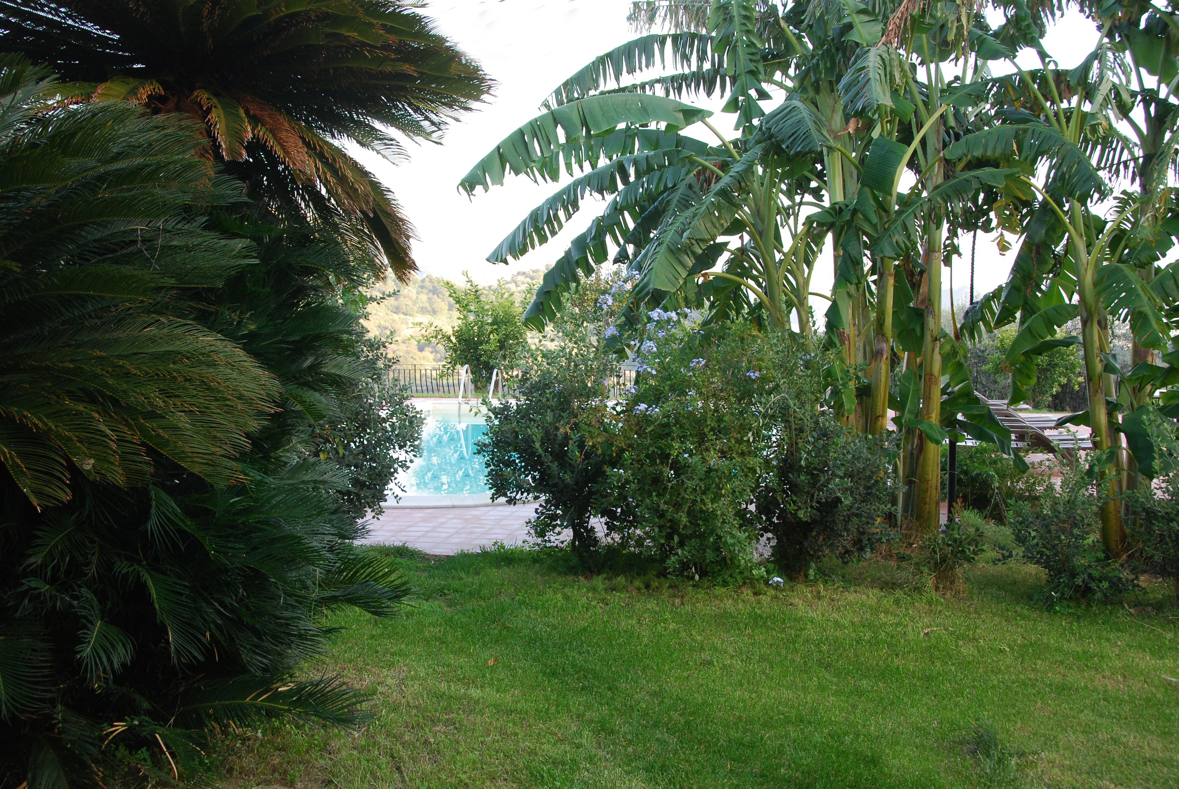 A lush garden with a variety of tropical plants, including banana trees and a palm tree.