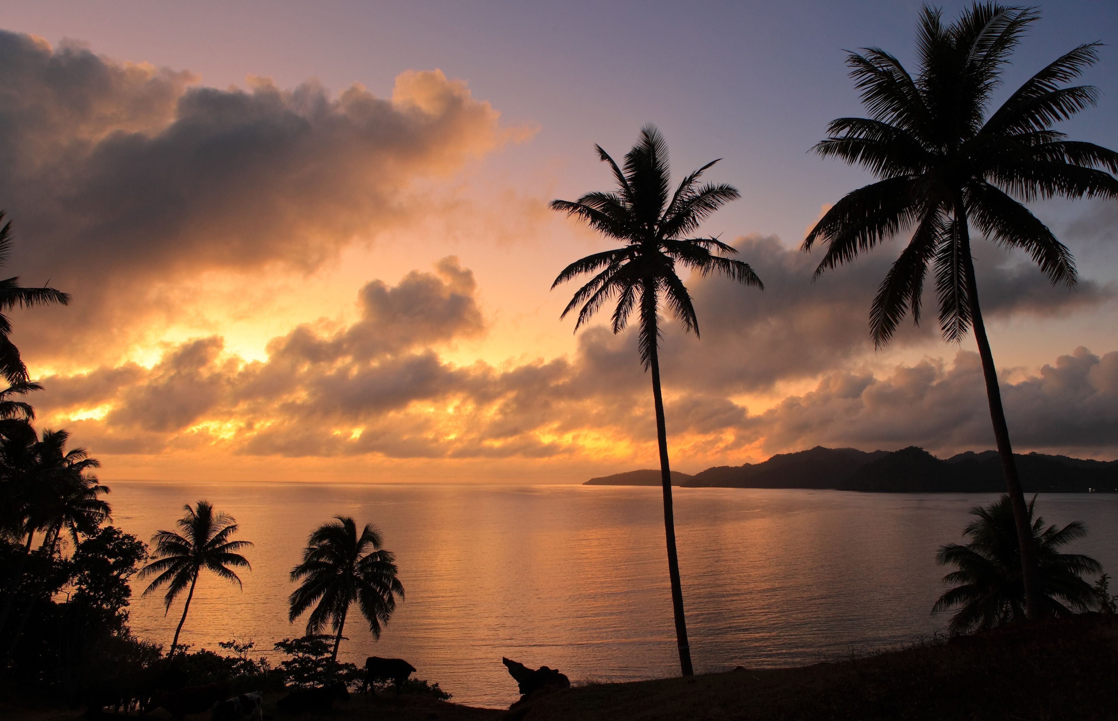 A sunset over a calm sea with palm trees silhouetted against the sky.