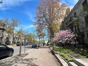 A tree-lined street with parked cars and a sidewalk.