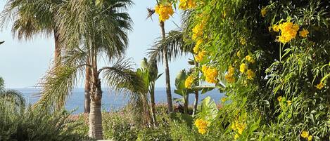 A garden with palm trees and yellow flowers, a wooden fence, and a view of the ocean.