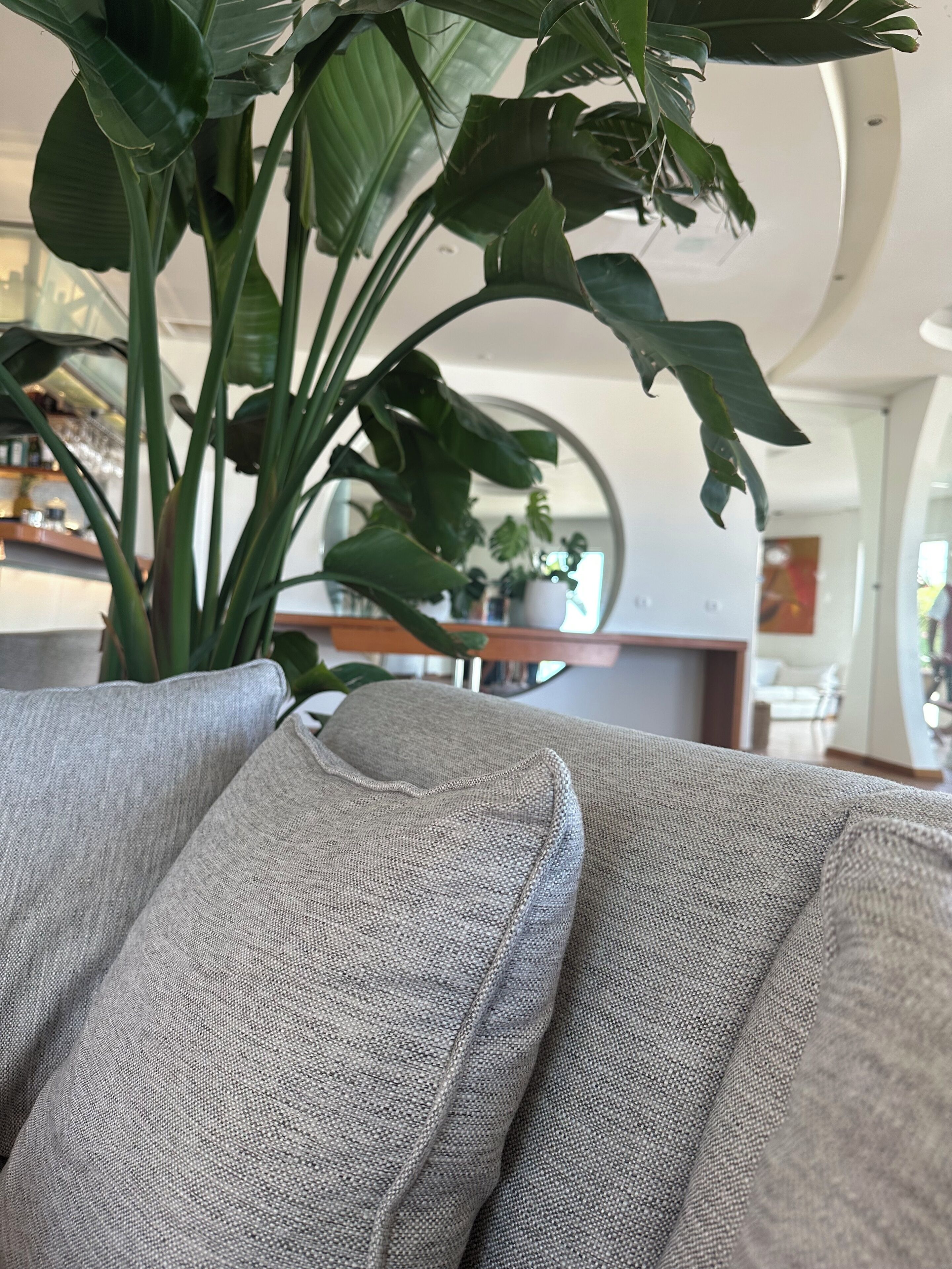 A living room with a grey sofa, a large potted plant, and a modern interior design.