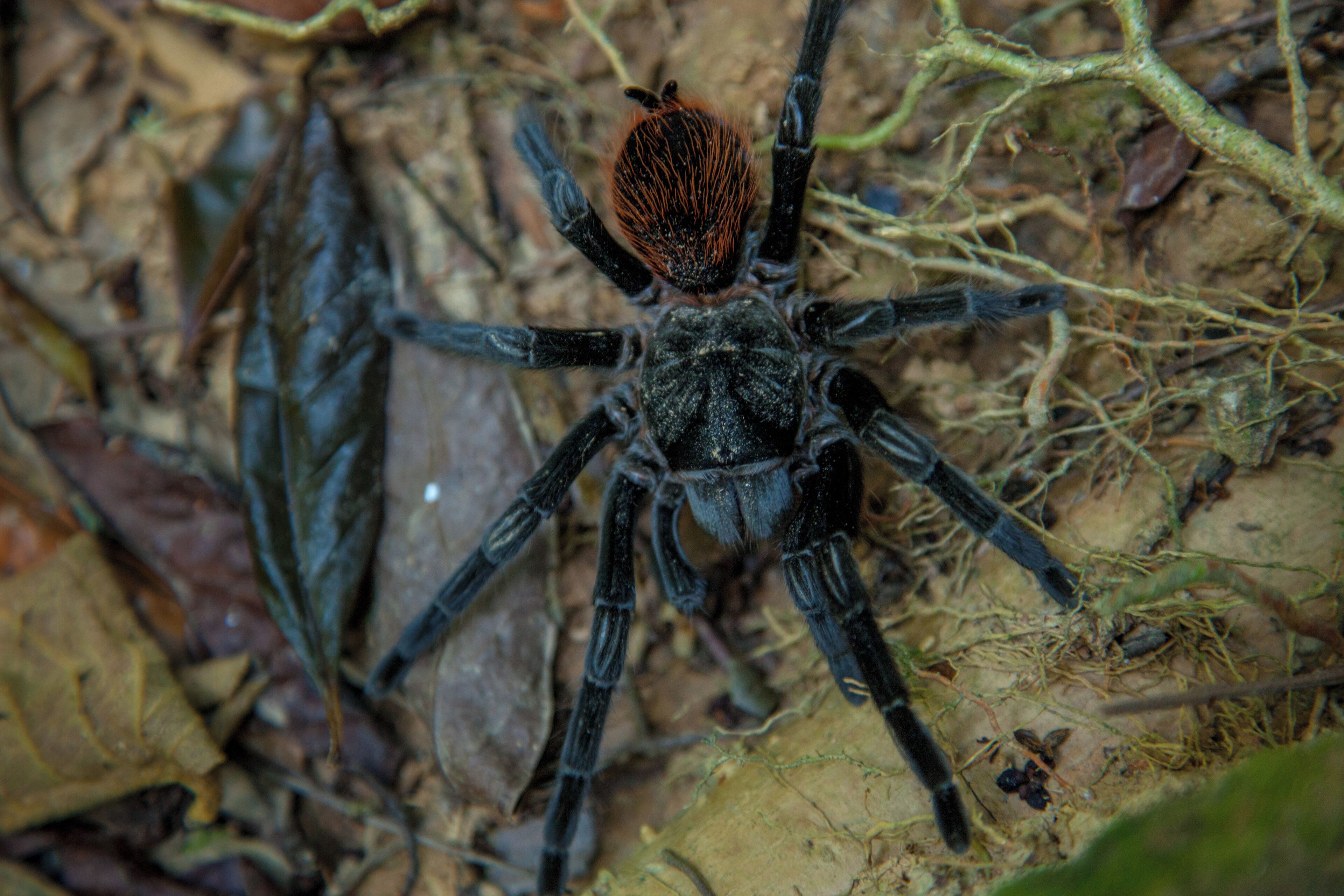 Nahaufnahme einer Spinne am Boden.