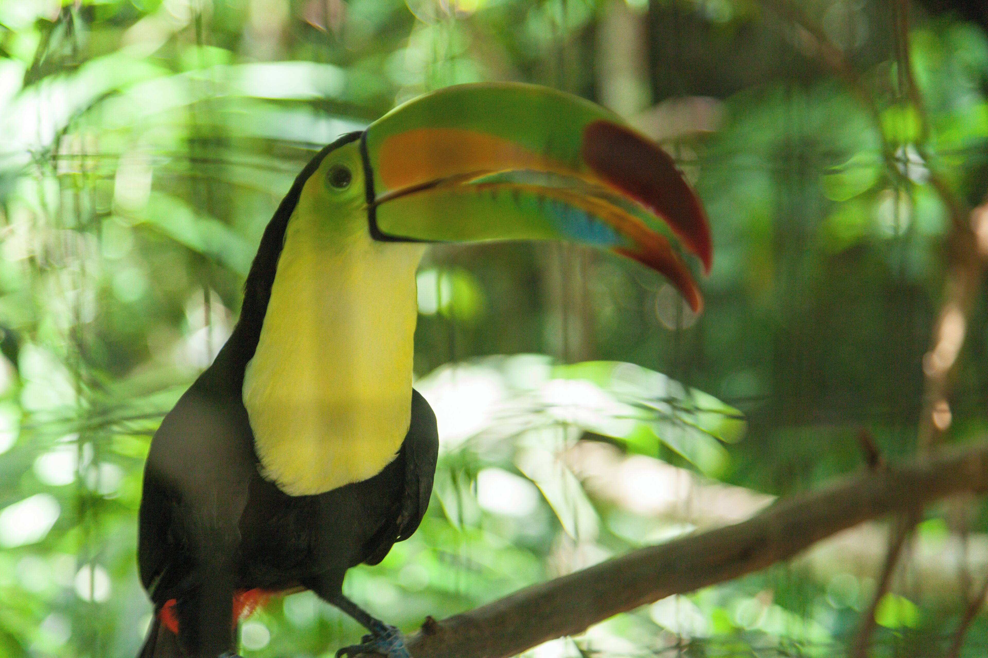 A toucan with a large beak perched on a branch.