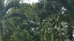 A pathway flanked by tall palm trees and various tropical plants, leading towards a building with a green roof.