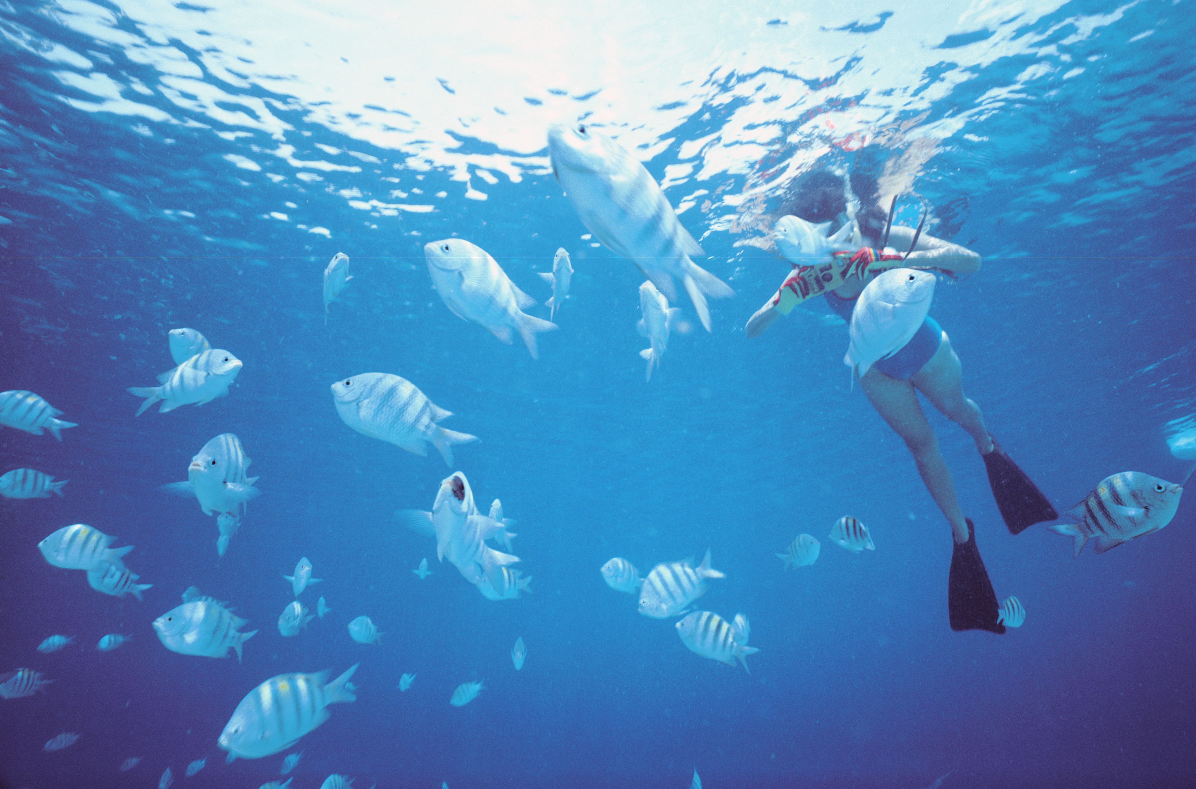 A person scuba diving among fish in clear blue water.