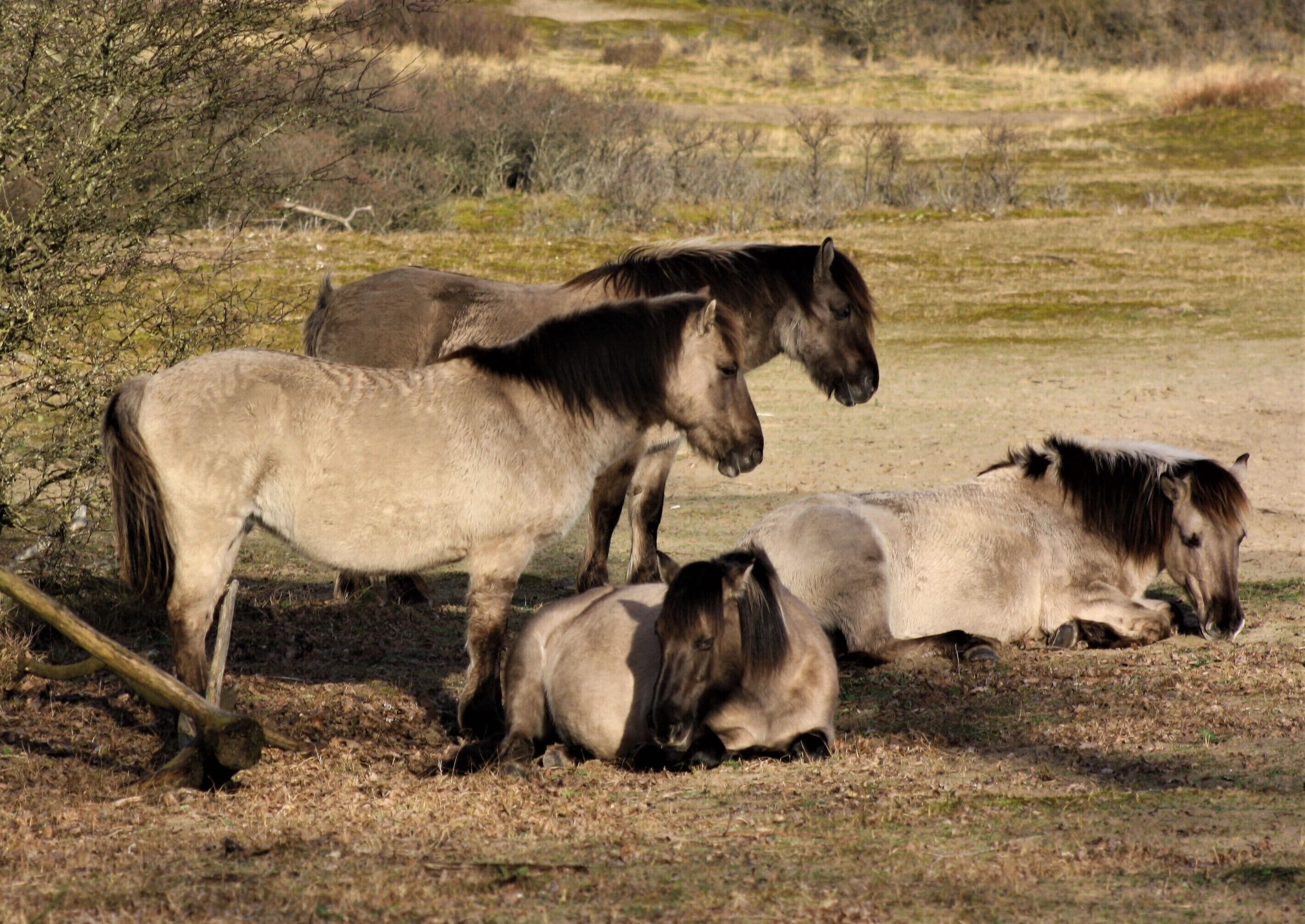 Foto - Bed & Breakfast Hotel Malts