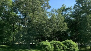 A well-maintained grassy area with a paved path, surrounded by trees and shrubs.