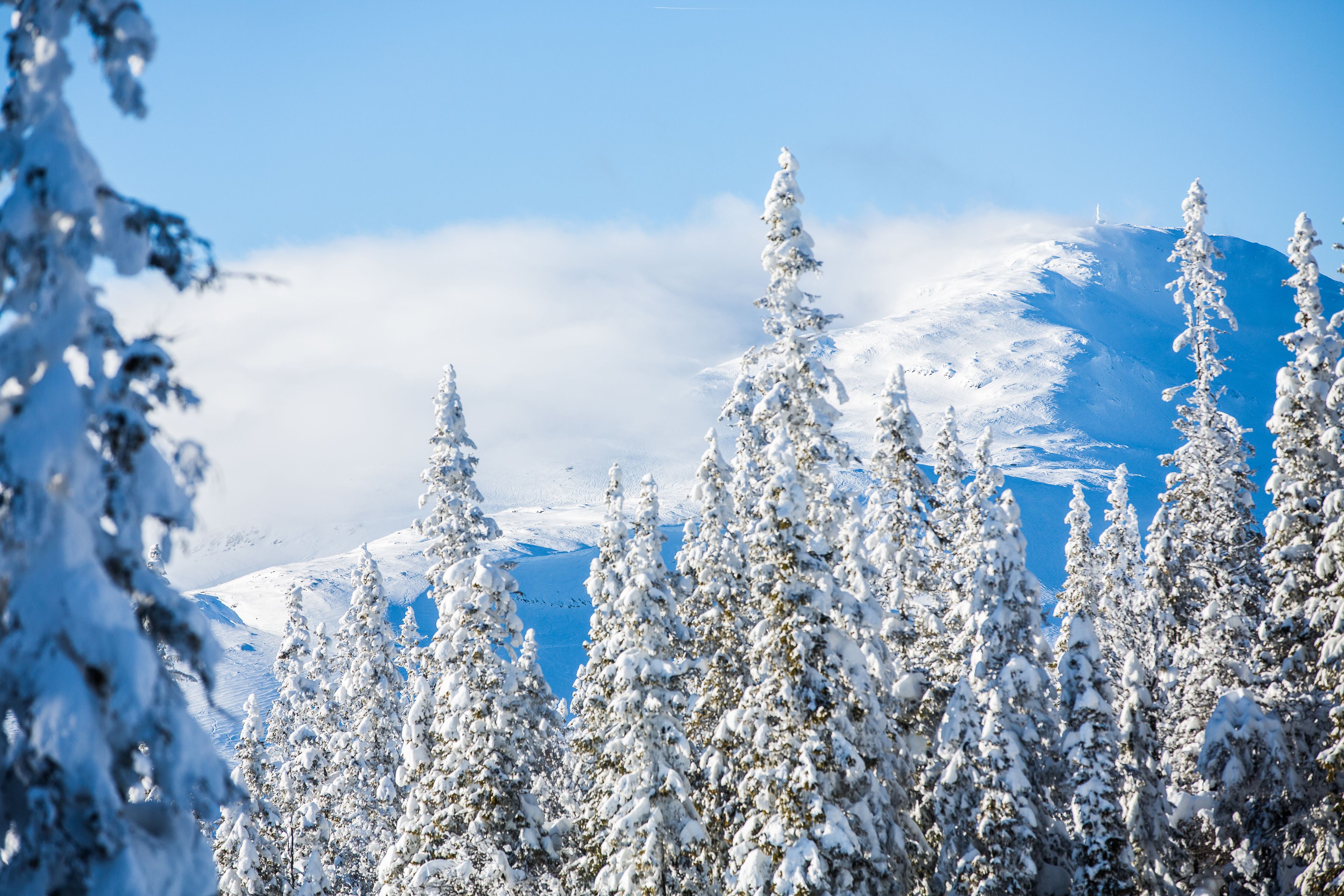 Un paysage de montagne enneigé, avec des arbres couverts de neige et un ciel bleu dégagé.