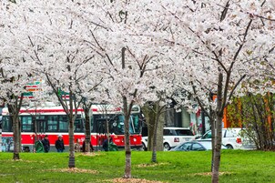 Een park met kersenbloesems, een rode bus en geparkeerde auto's.