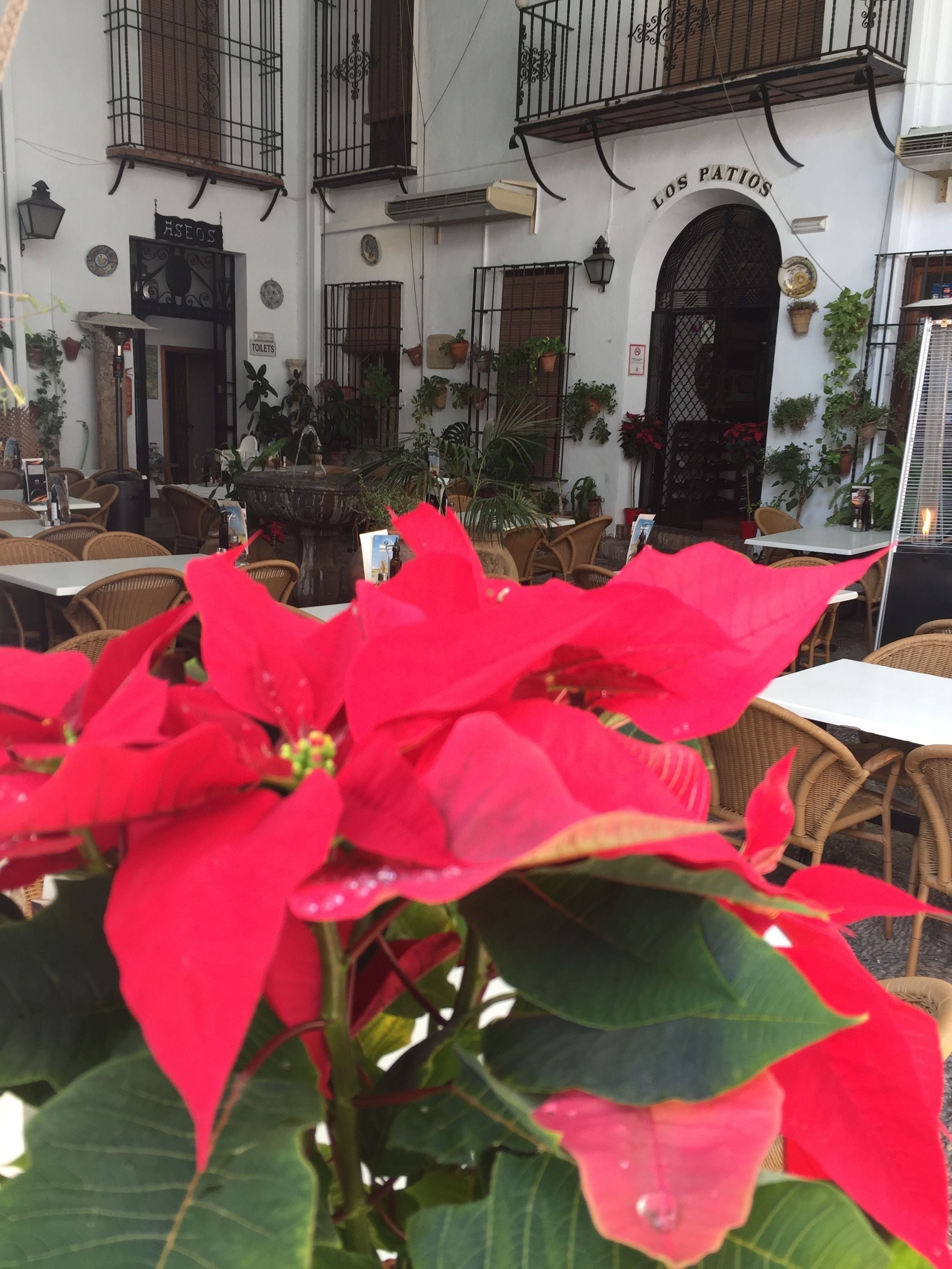 An outdoor seating area with wicker tables and chairs, surrounded by potted plants and a large red poinsettia plant in the foreground.