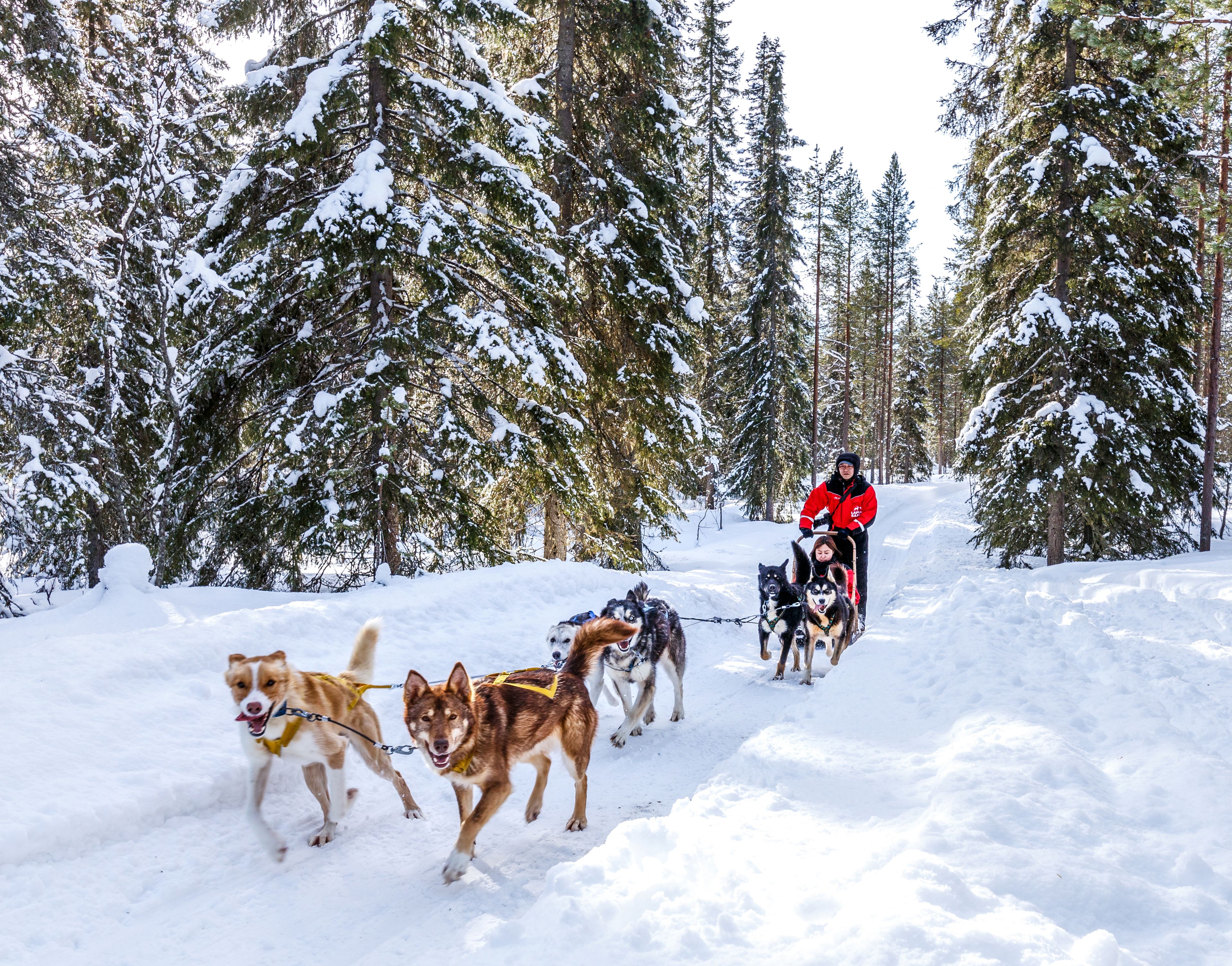 A snowy forest with a dog sled team and a person in a red jacket.