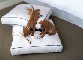 Two small dogs on a white pillow with a leash.