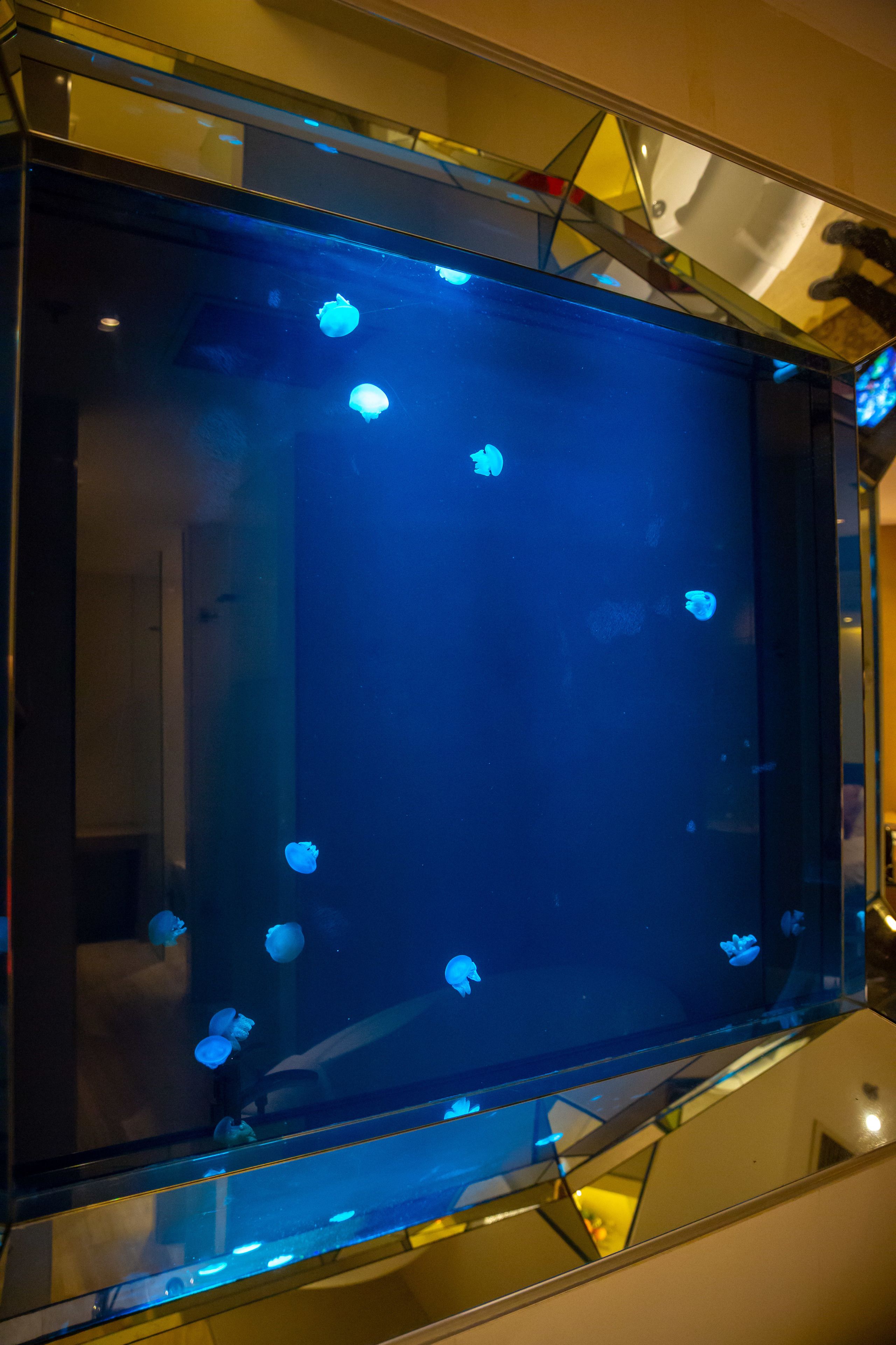 aqua jellies room | view from room