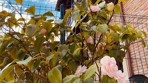 Un jardin avec des fleurs roses et un bâtiment en briques en arrière-plan.