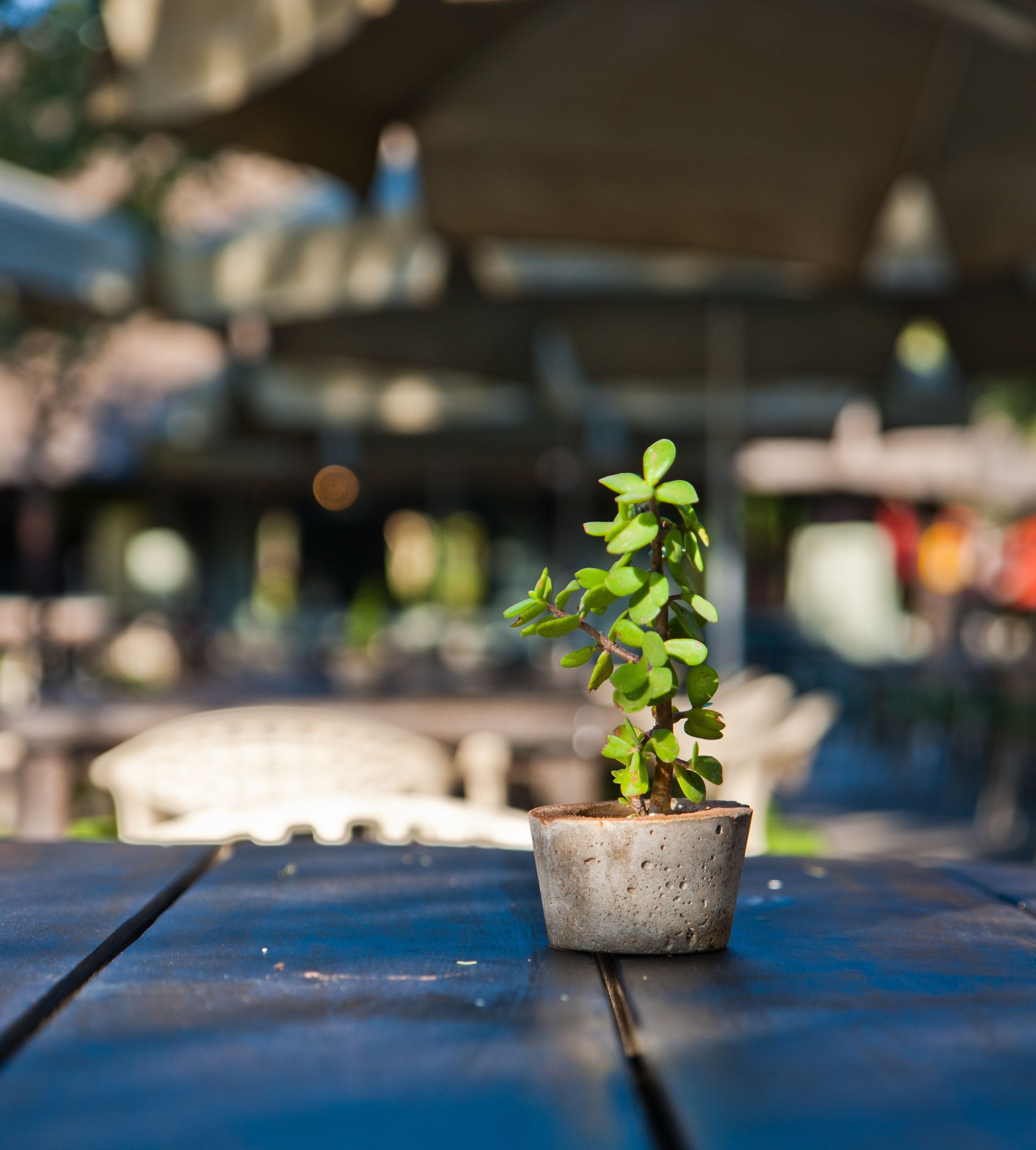 A small potted plant on a blue table.