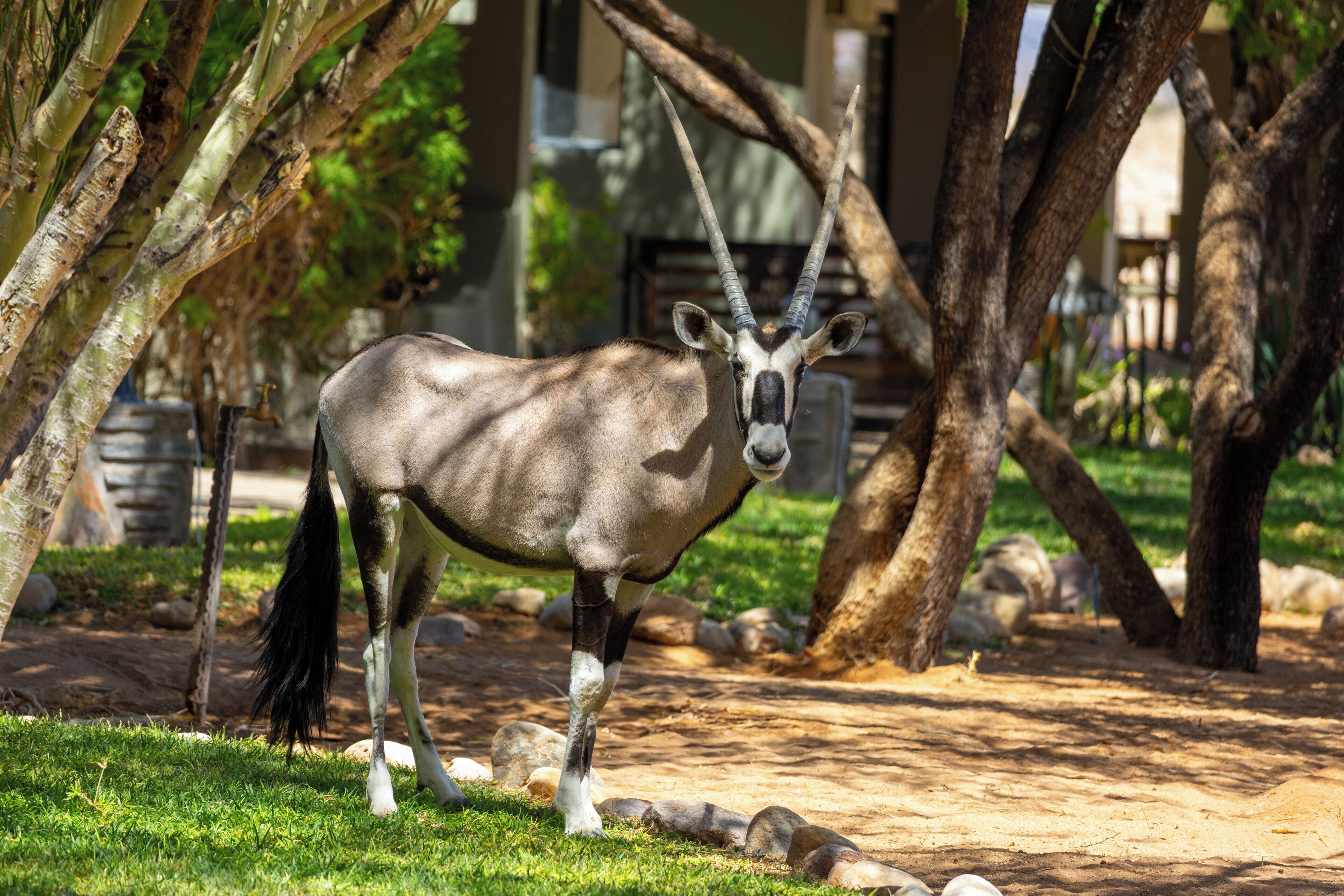 An antelope in a naturalistic enclosure with trees and rocks.