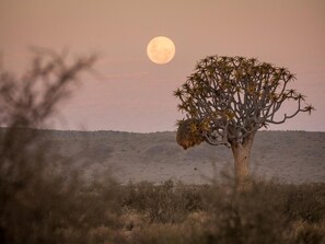 A desert landscape with a prominent tree and a full moon in the sky. - Canyon Village (Fish River Canyon)