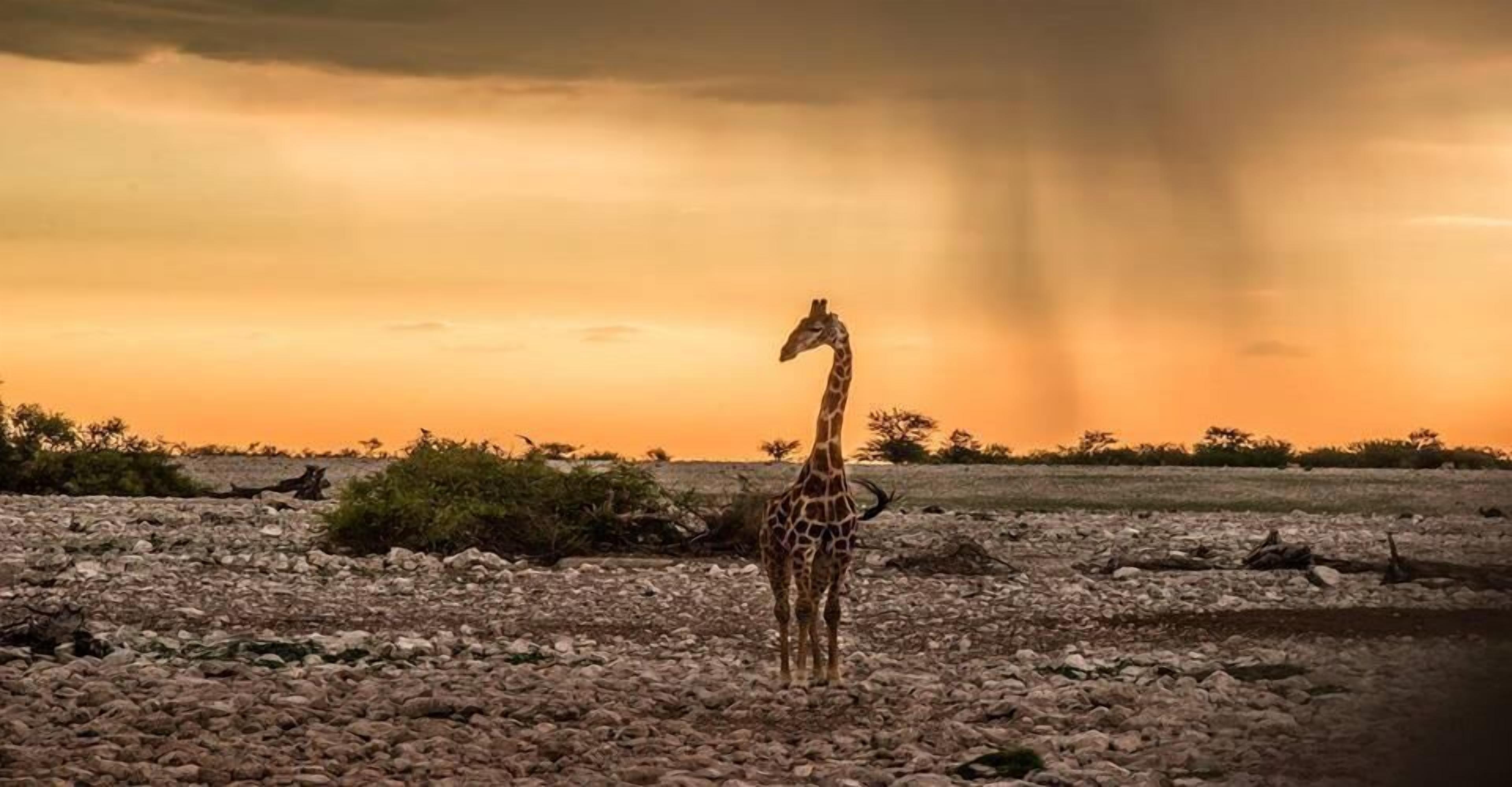 Une girafe se tenant dans un paysage rocheux, avec un coucher de soleil et des nuages d’orage en arrière-plan.