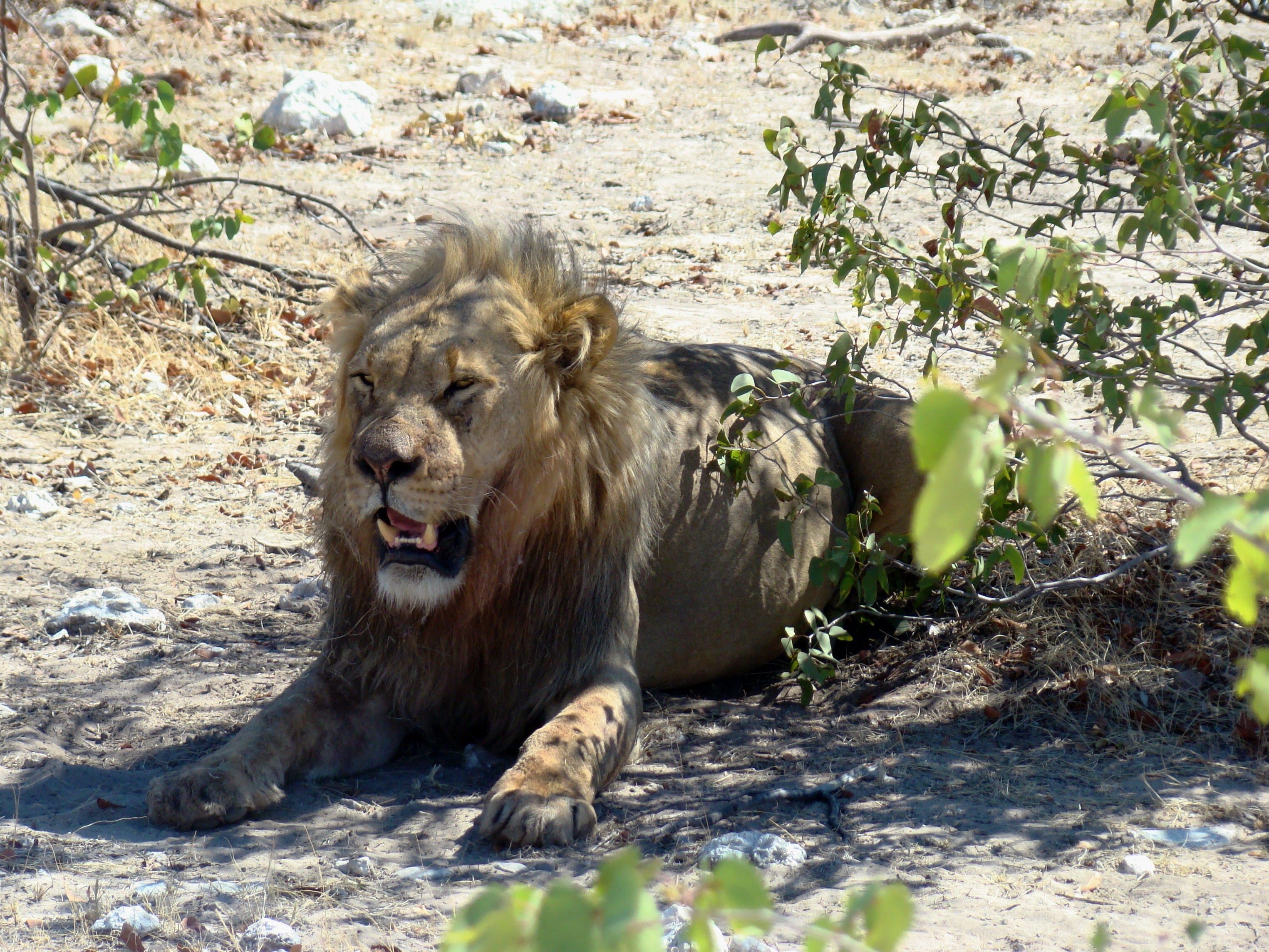 A lion lying on the ground with sparse vegetation around.