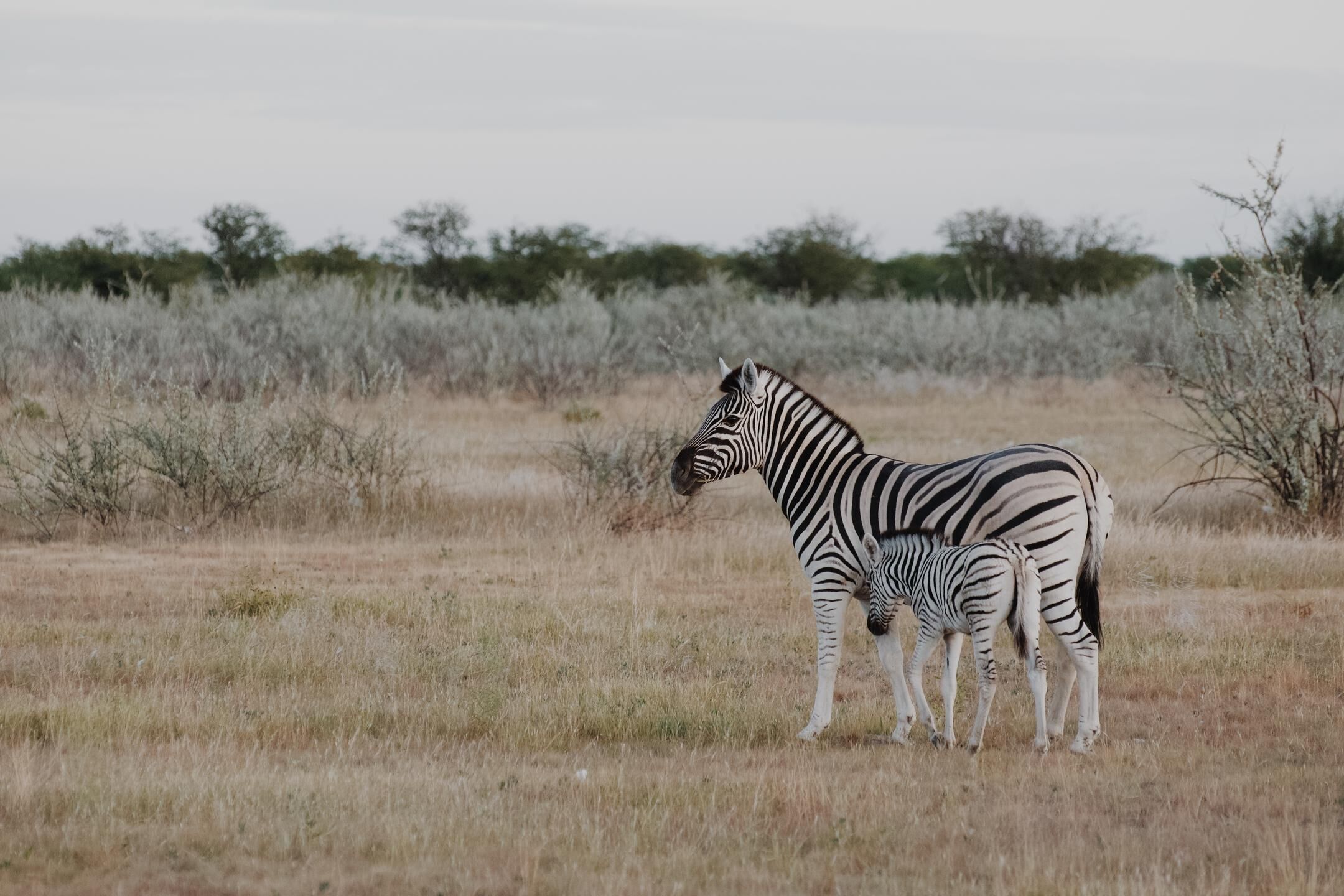 A zebra and a foal in a grassy field with sparse vegetation and trees in the background.