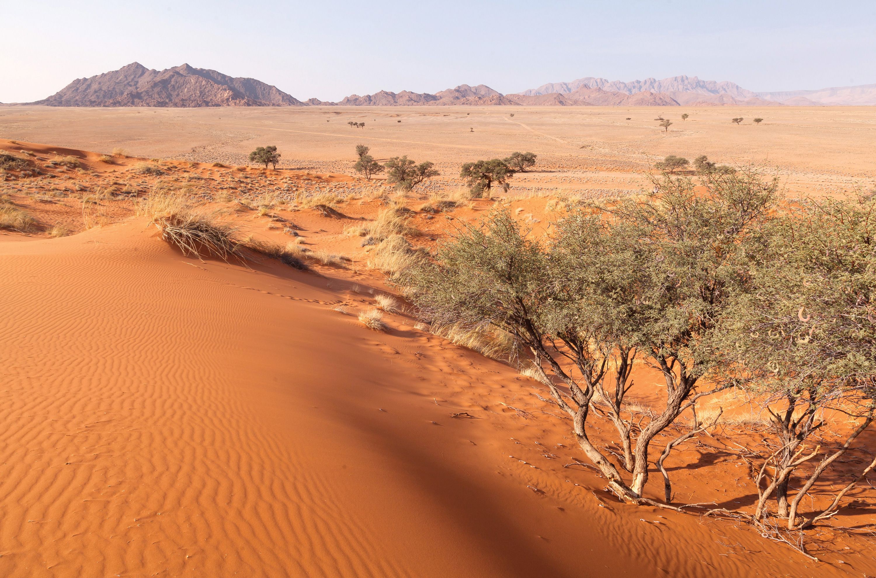 A desert landscape with sand dunes and sparse vegetation.